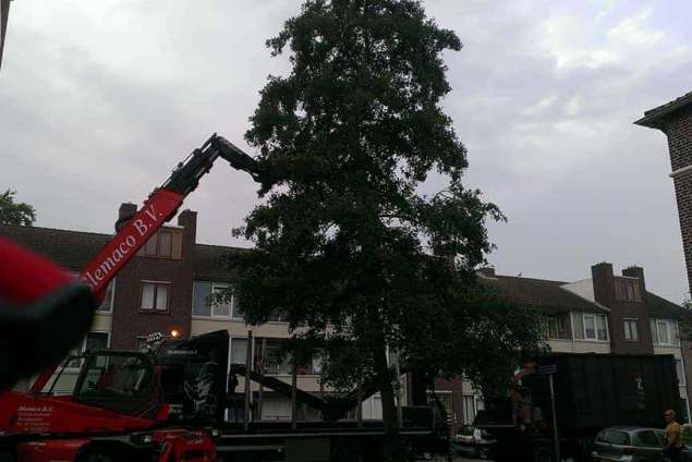 bomen verwijderen uit achtertuin in Bergen op Zoom